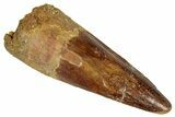 Fossil Spinosaurus Tooth - Real Dinosaur Tooth #305588-1